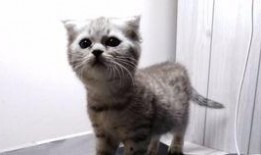 喵娱乐吃瓜,吃瓜群众热议的娱乐圈幕后故事